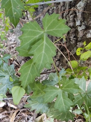 Cissus trifoliata