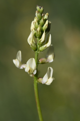 Astragalus deanei