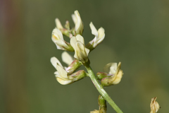 Astragalus deanei