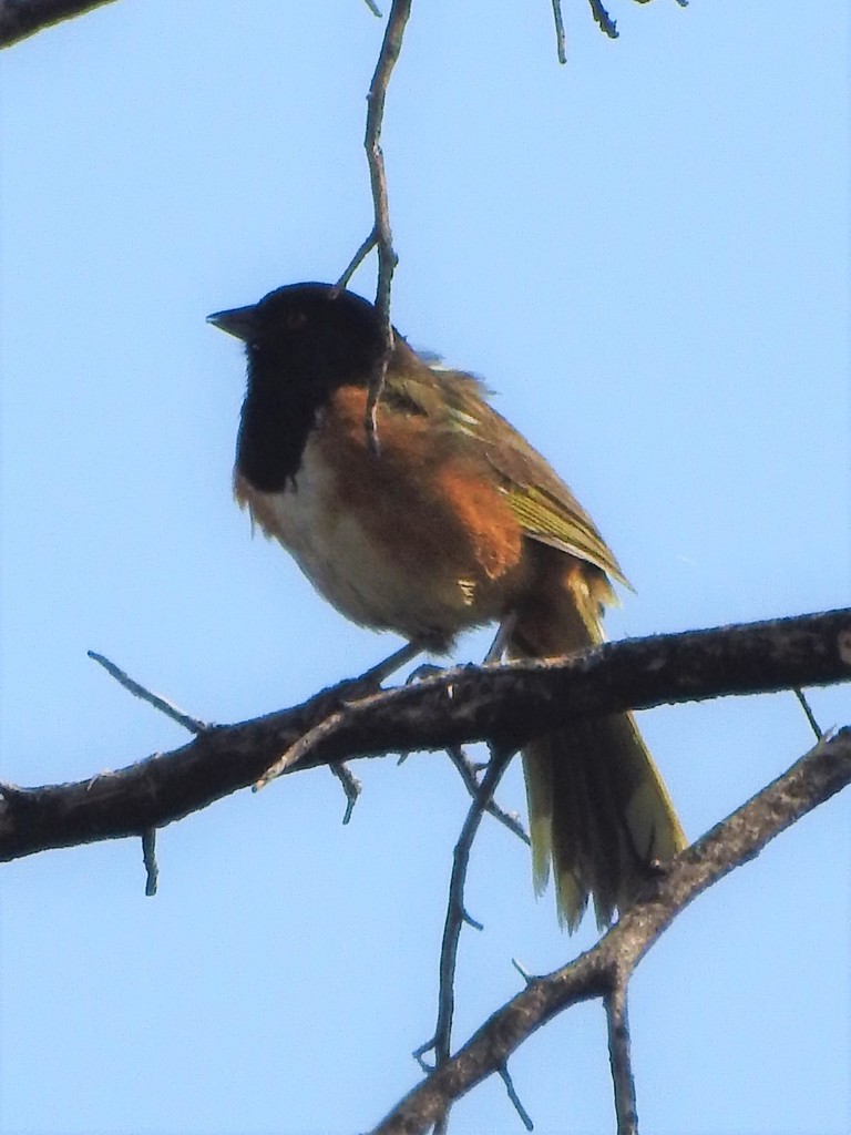 Spotted Towhee (Olive-backed)