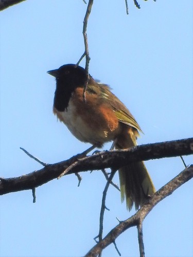 Spotted Towhee (Olive-backed)