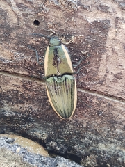 Chalcolepidius lafargi