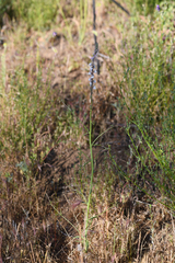 Sairocarpus coulterianus