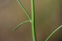 Sairocarpus coulterianus