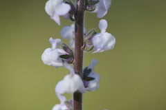 Sairocarpus coulterianus