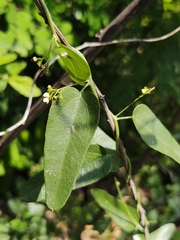Cocculus diversifolius