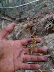 Tetramerium nervosum