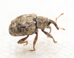 Conotrachelus recessus