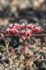 Chorizanthe leptotheca