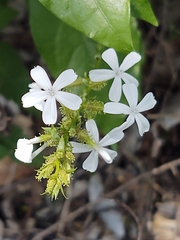 Plumbago zeylanica