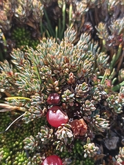 Montitega dealbata