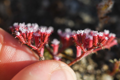 Chorizanthe leptotheca