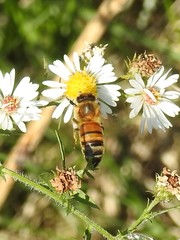 Apis mellifera