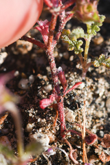 Chorizanthe leptotheca