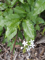 Plumbago zeylanica