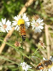 Apis mellifera