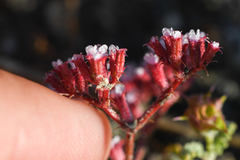 Chorizanthe leptotheca