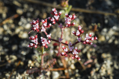 Chorizanthe leptotheca