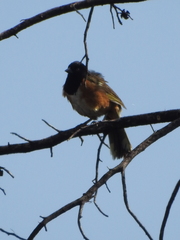 Pipilo maculatus macronyx