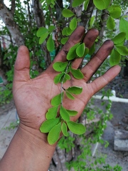 Sideroxylon celastrinum