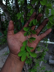 Sideroxylon celastrinum