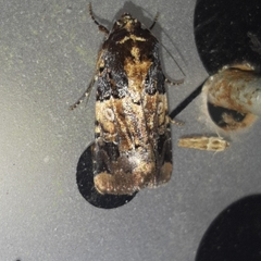 Hampsonodes confisa