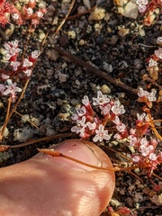 Chorizanthe leptotheca