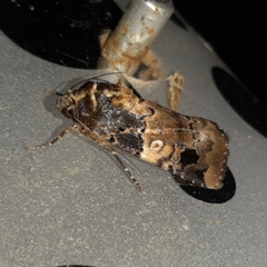 Hampsonodes confisa