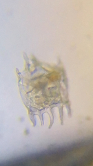 Plationus patulus