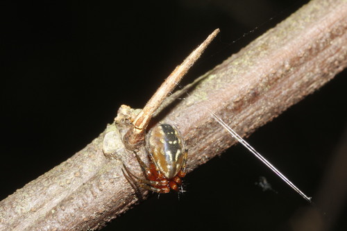 orb weavers