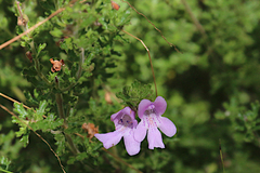 Prostanthera cryptandroides euphrasioides