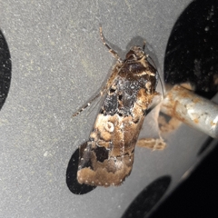 Hampsonodes confisa