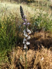 Sairocarpus coulterianus