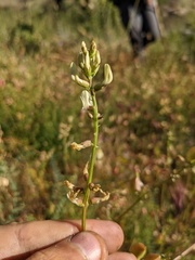 Astragalus deanei