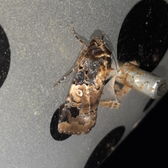 Hampsonodes confisa