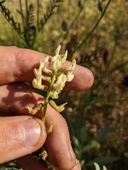Astragalus deanei