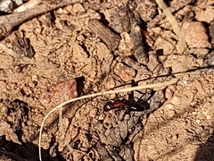 Camponotus sayi