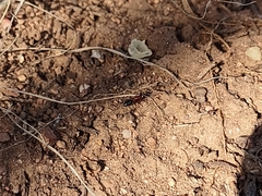 Camponotus sayi