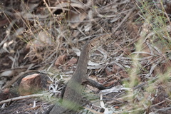 Varanus glebopalma