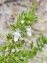 Teucrium cubense