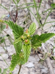 Malvastrum coromandelianum