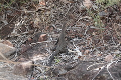 Varanus glebopalma