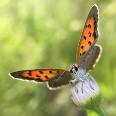 Lycaena phlaeas daimio