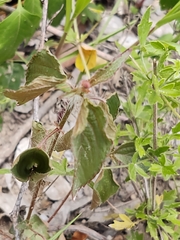 Acalypha phleoides