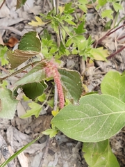 Acalypha phleoides