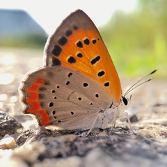 Lycaena phlaeas daimio