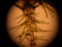 Chara canescens