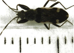 Horridipamera robusta