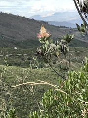 Oreocallis grandiflora