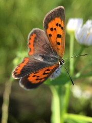 Lycaena phlaeas daimio